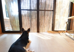 夏の陰りを眺める