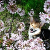 さくらにわらう