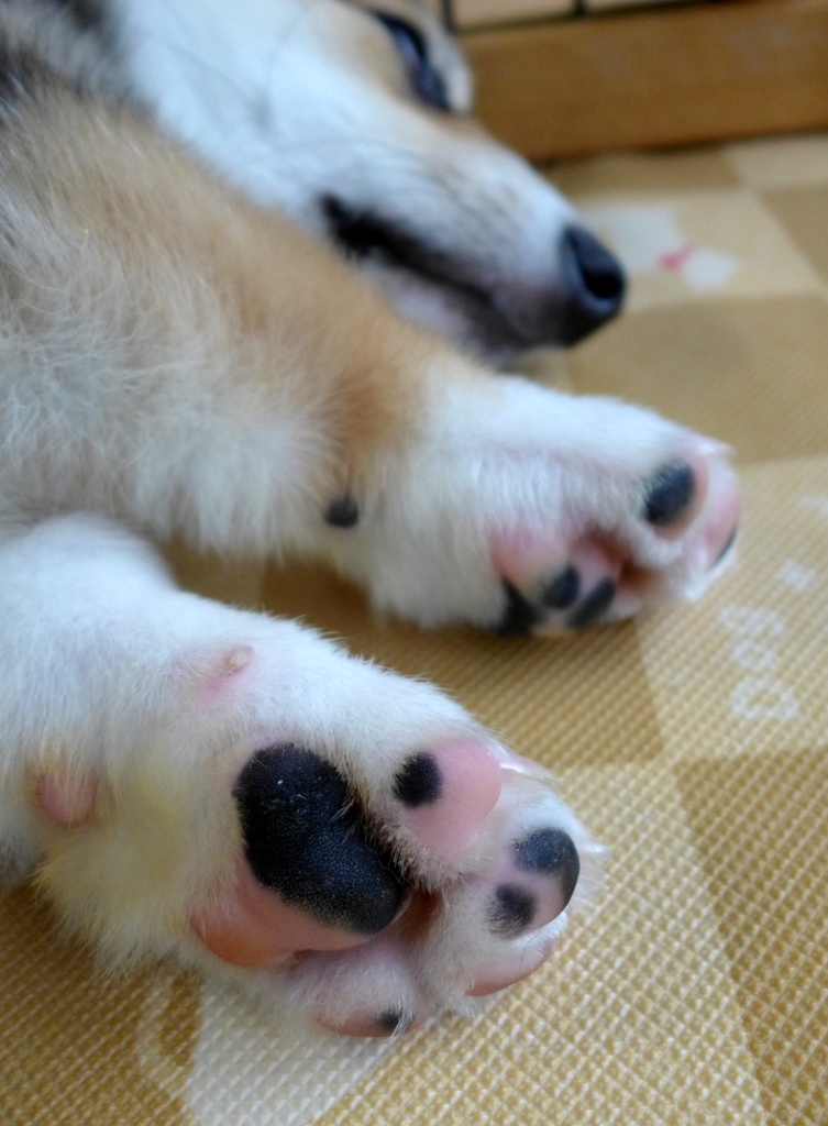 にくきゅ～