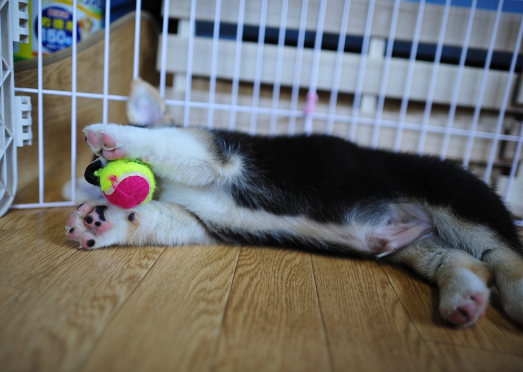 ないす　きぃぷっ！！