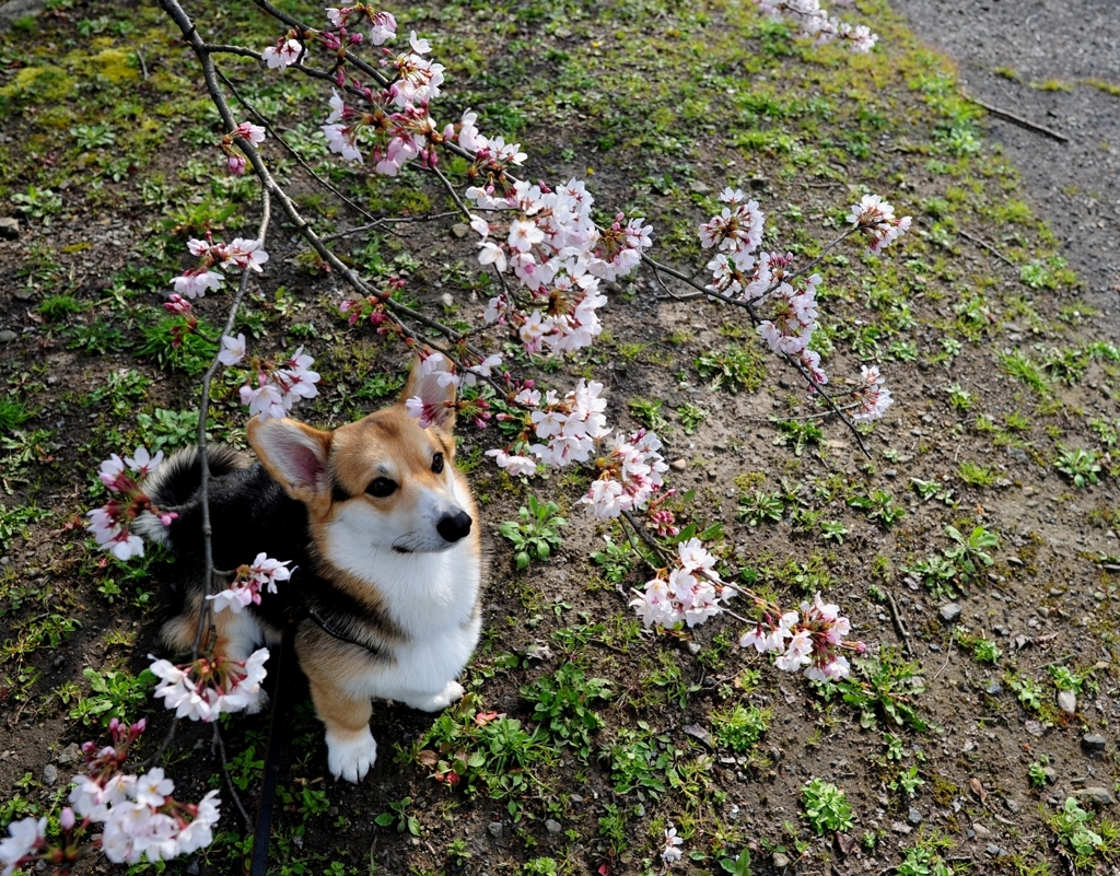 はるにおもふ