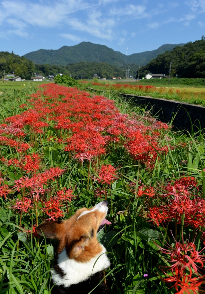 あの秋の日