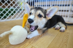 ひよちゃんきっく！！