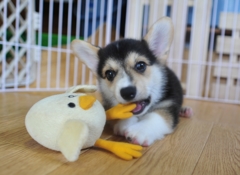 だいすきひよちゃん