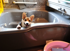 おふろ！　おふろ！