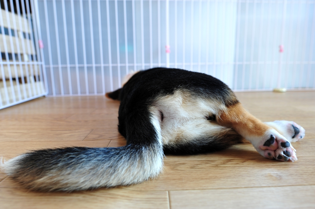 ばったり