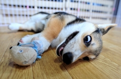 博士の異常な愛情