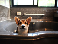 風呂待犬
