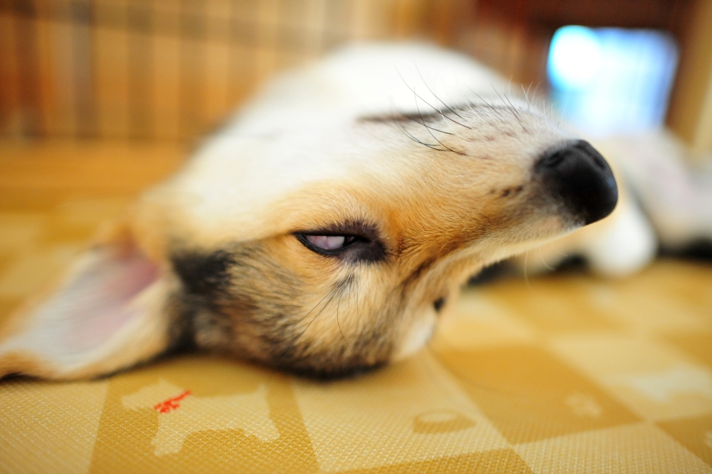 夏の夜の……