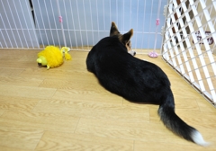 一匹と一個に間には