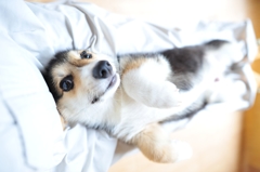しあわせのおもさ