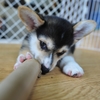 じゅうこうはおさえた