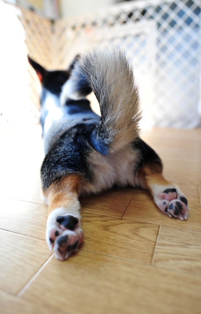 萌えあんてな