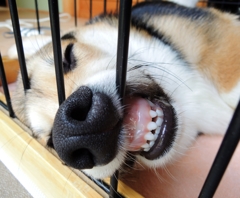 ふんがぁ～