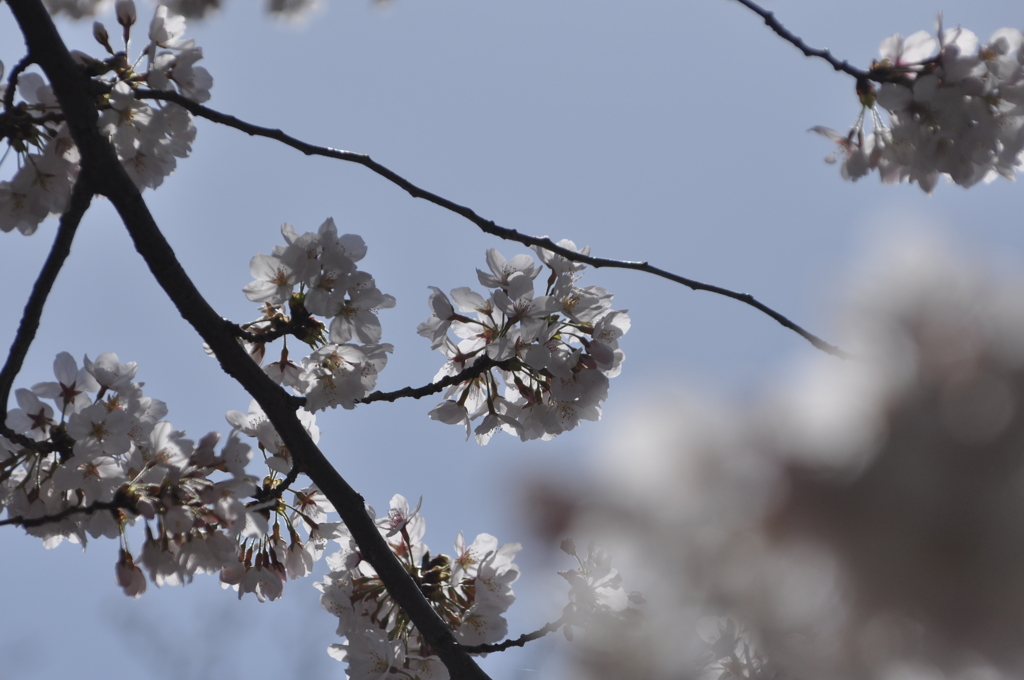 桜