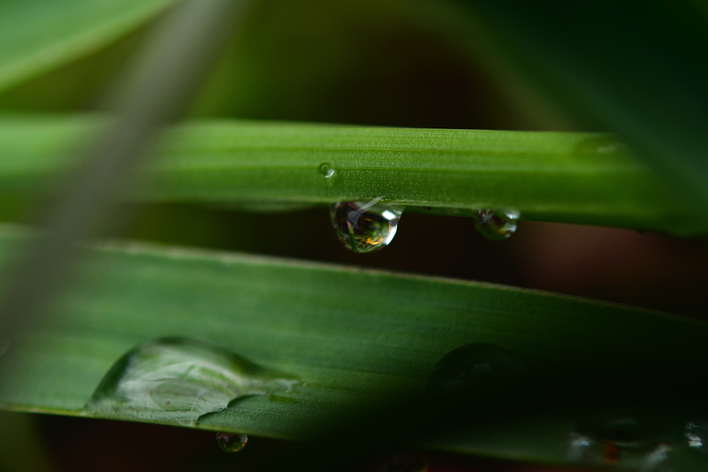雨上がりの朝