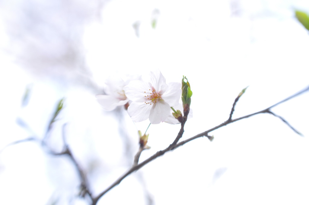 桜