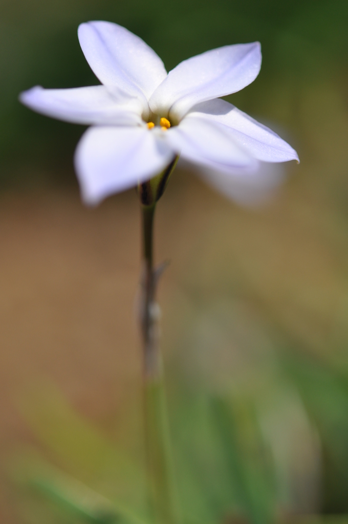 花ニラ