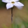 花ニラ