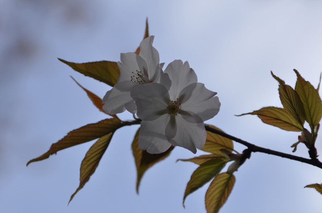 桜