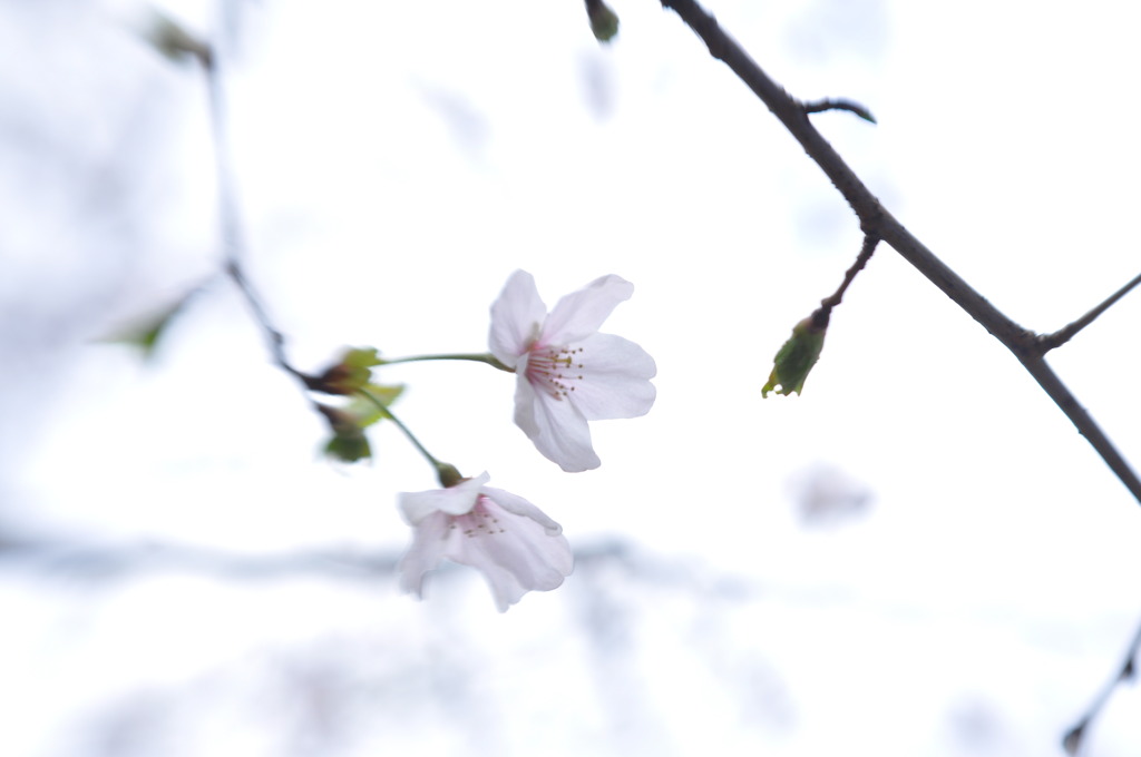 桜