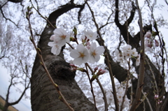 桜