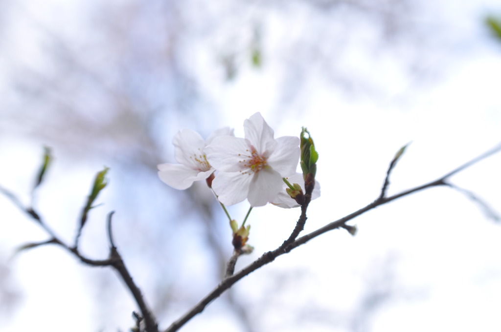 桜