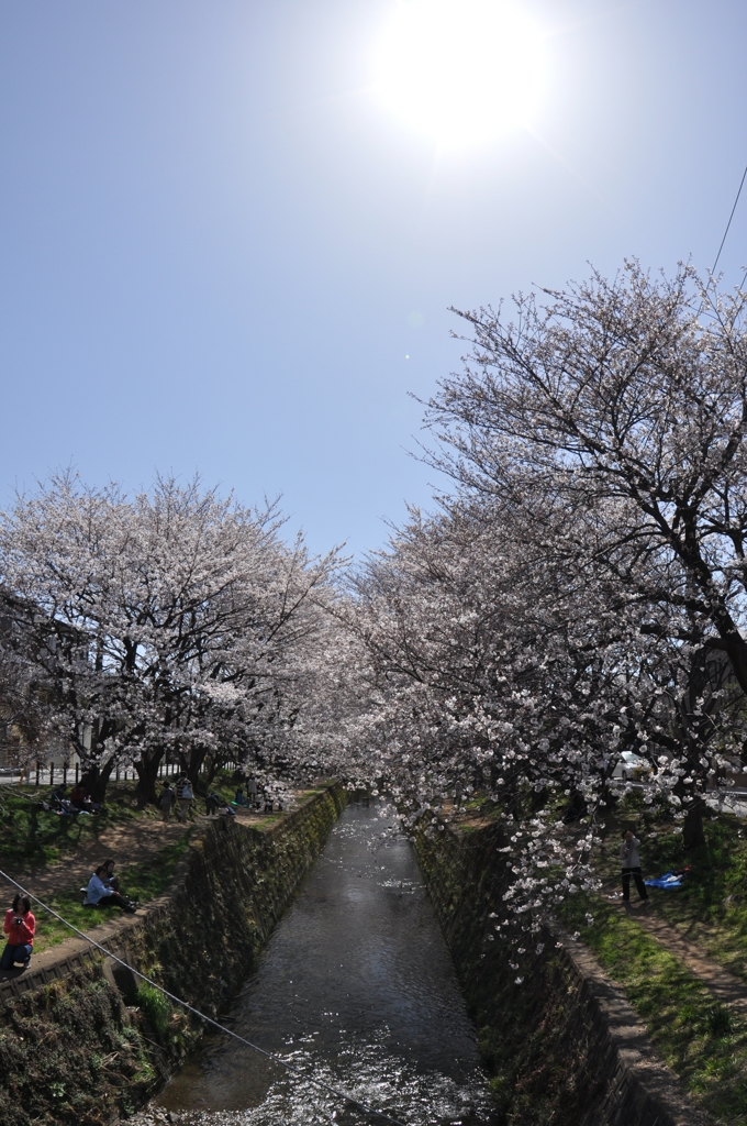 桜