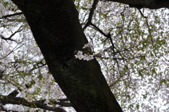 校庭の桜