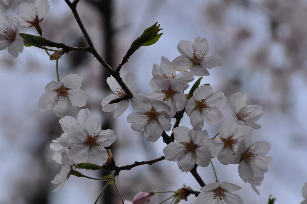 桜