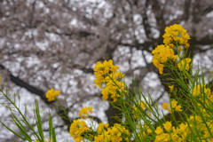 桜と菜の花