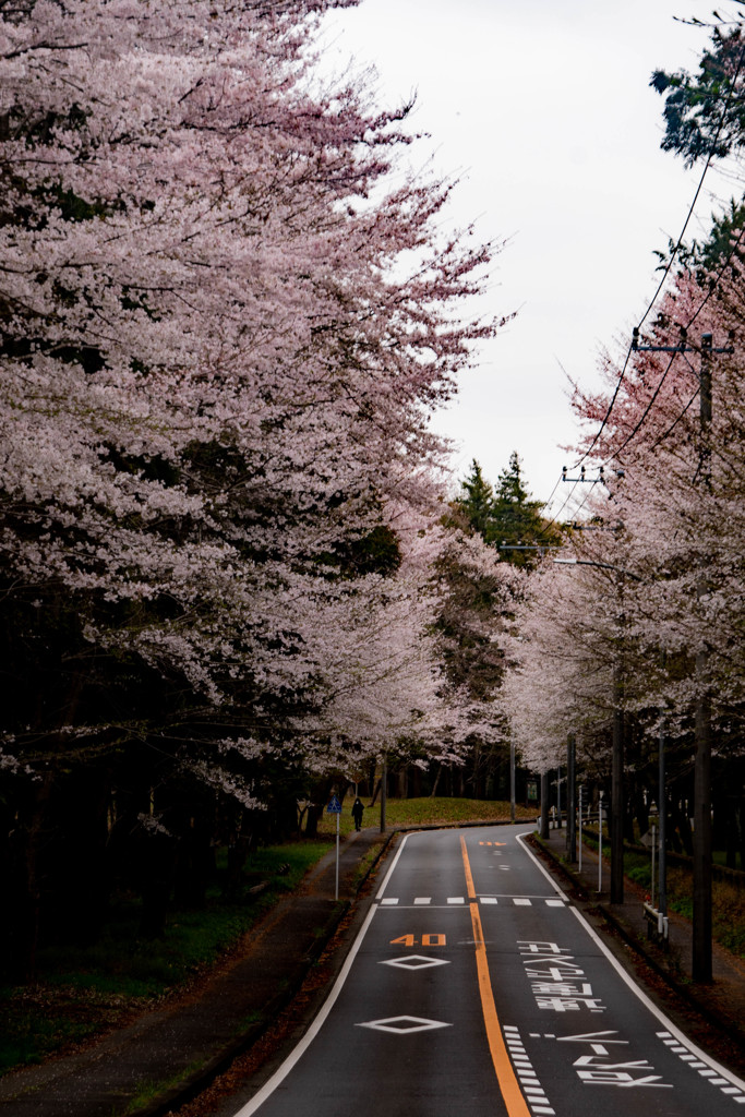 桜並木