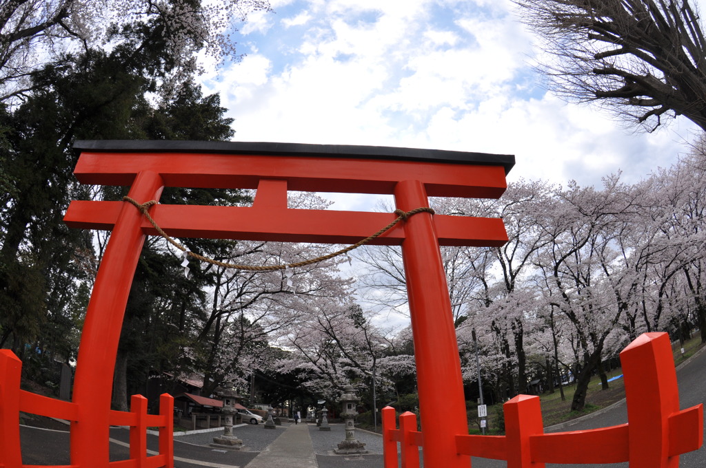 桜