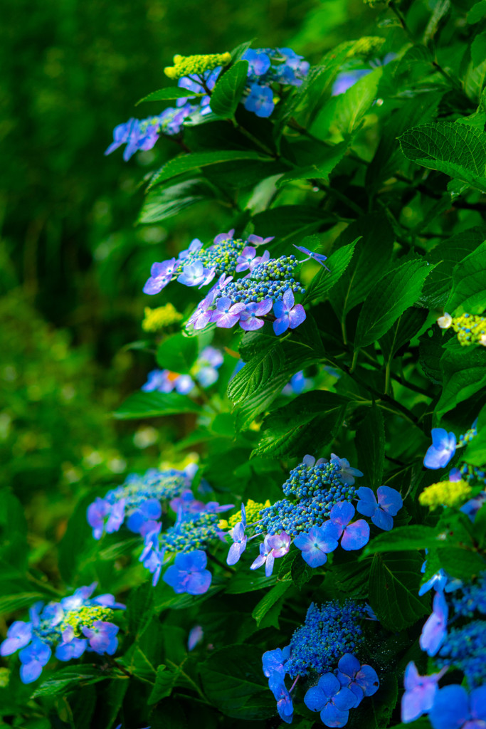 紫陽花