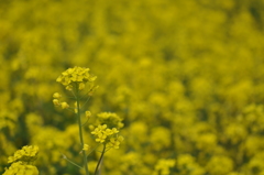 菜の花畑