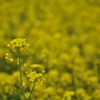 菜の花畑