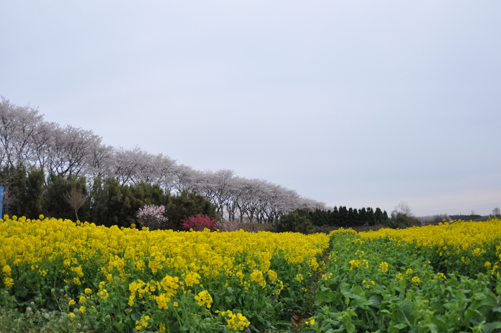 菜の花と桃、そして桜