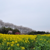 菜の花と桃、そして桜