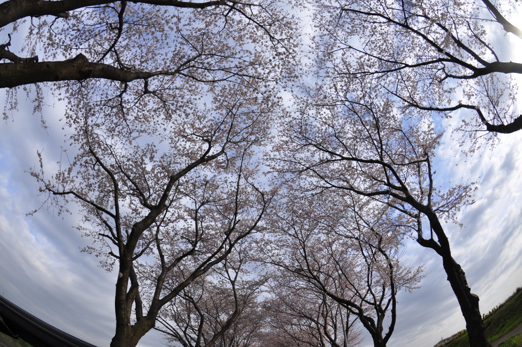 桜
