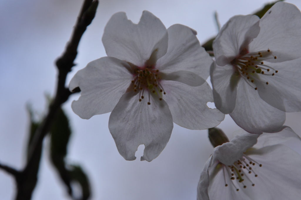 桜