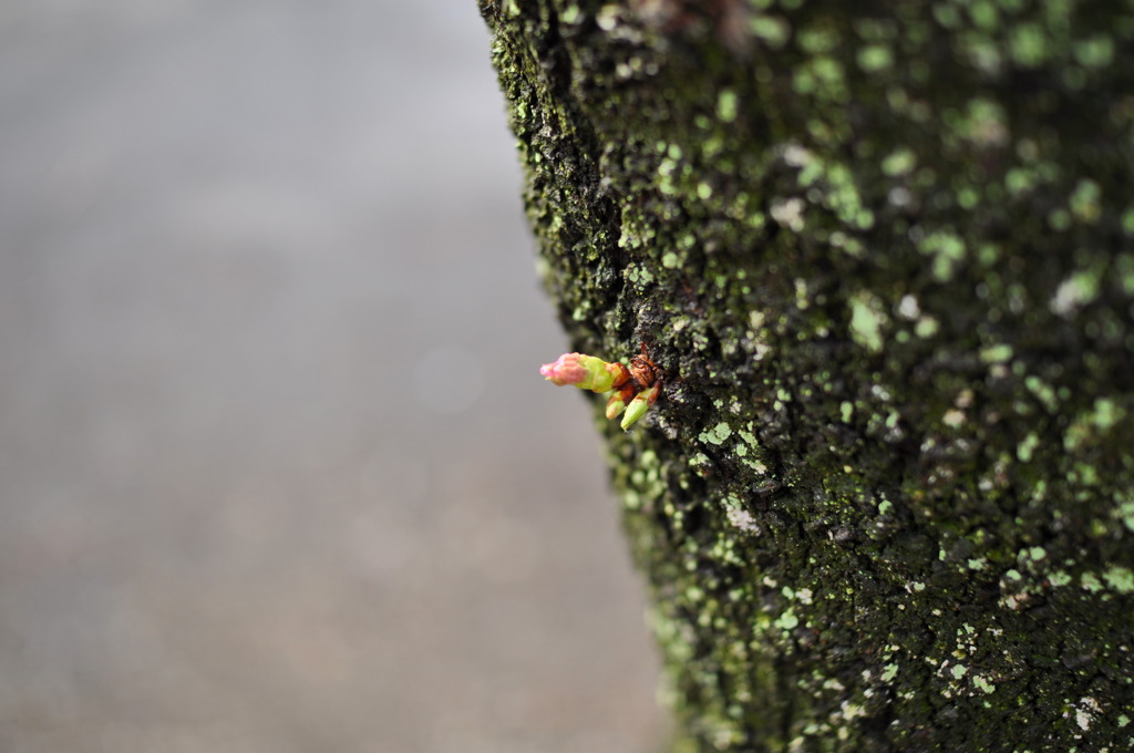 桜の新芽