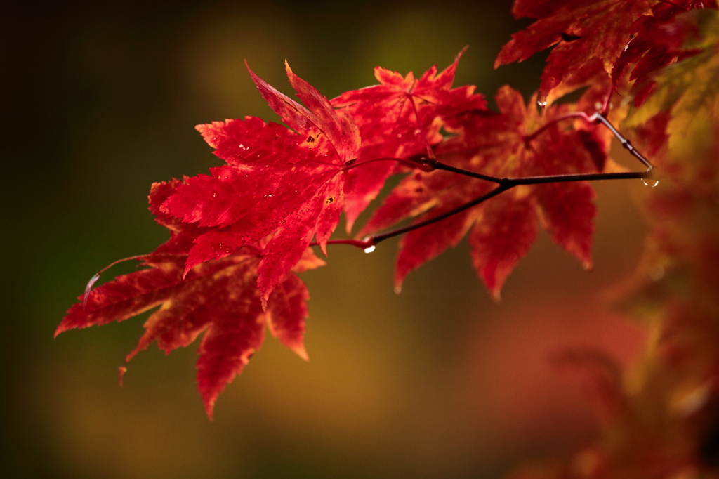 鎌池紅葉16