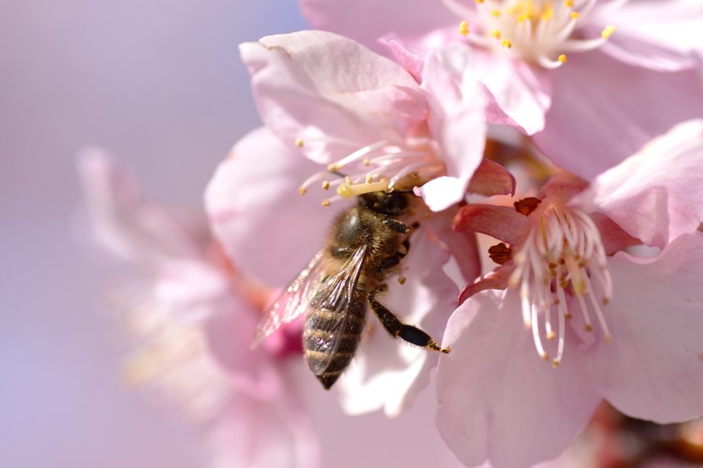 桜の蜜は甘いですか？