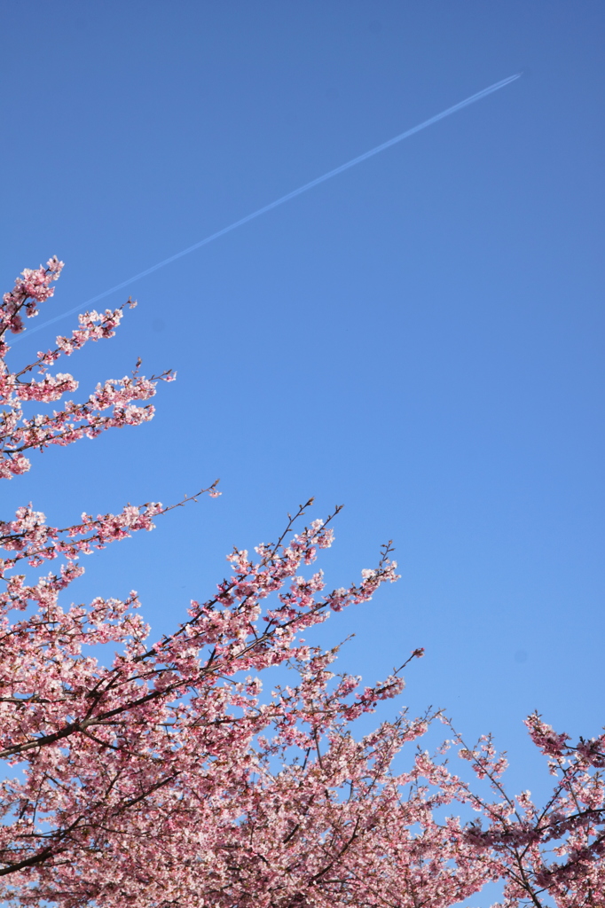 空と桜とヒコーキと