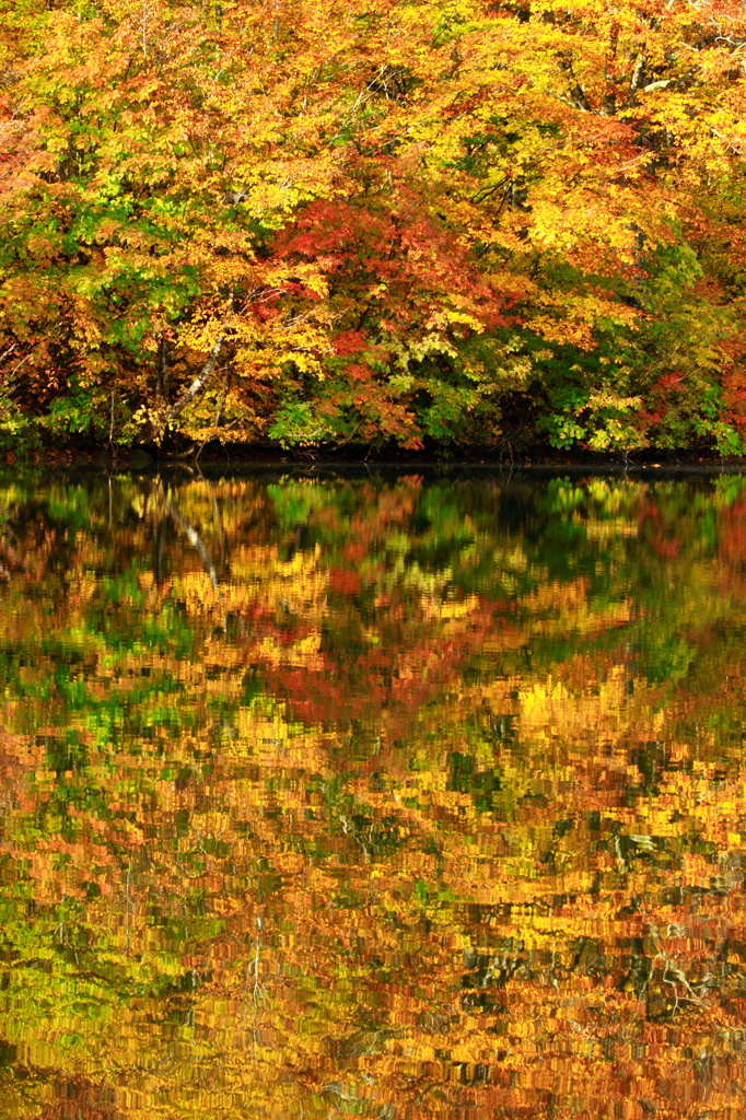 鎌池紅葉19