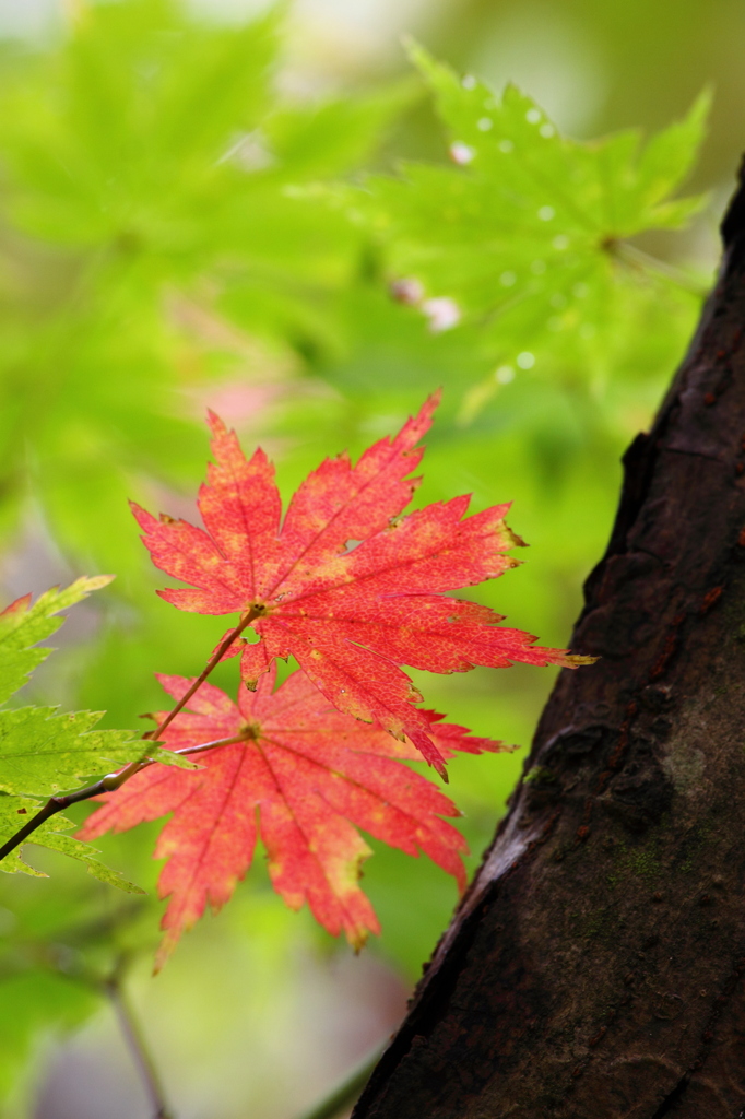 鎌池紅葉18