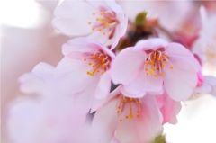 桜、撮り始め～♪