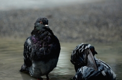hato