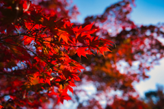 源氏山公園付近