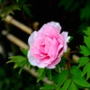 botan2